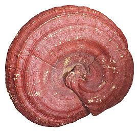 B站旗下广州游戏研发工作室被爆裁员 今年1月刚更名